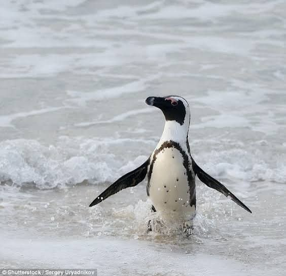 Penguin walking through ocean waves