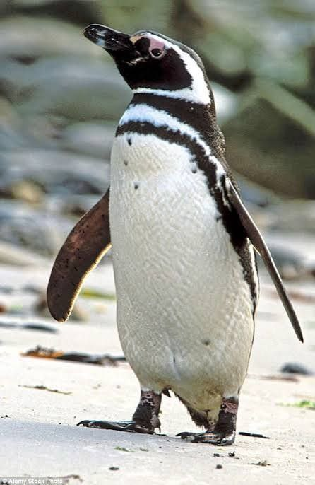 Magellanic penguin standing on beach