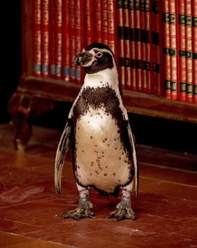 Penguin in front of library books