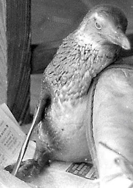 Vintage black and white photo of penguin