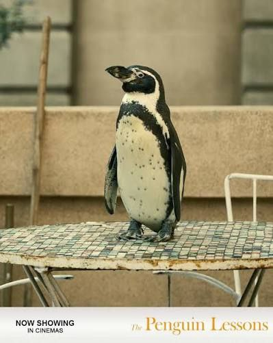 The Penguin Lessons movie poster - penguin on table